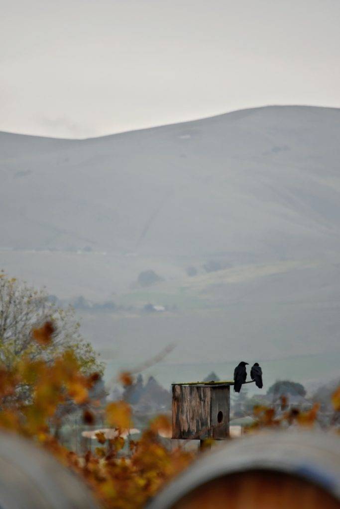 December Vineyard Updates
