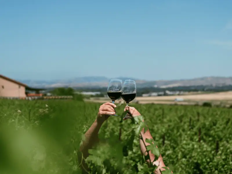 Sustainable estate vineyard rows at McGrail Vineyards, Livermore Valley, with the sun gently illuminating the vines.