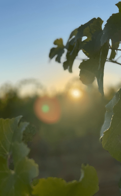 Sunrise over Livermore Valley vineyards with soft golden light across the landscape.